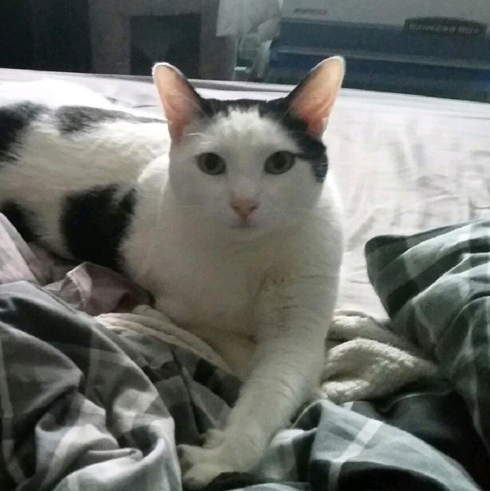 Please follow my 2nd Closet @mystbookcatbtq